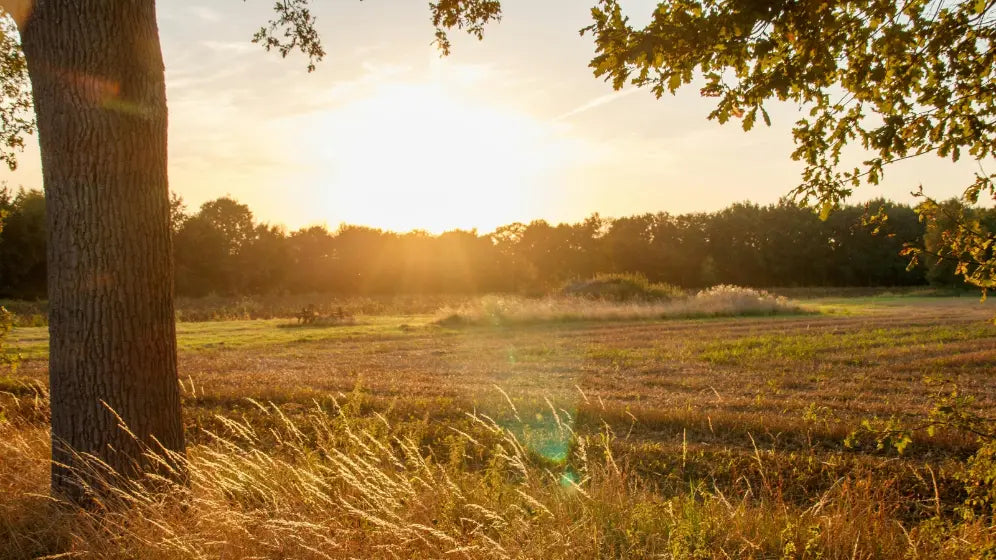 Planning a Weekend in Chase City, Virginia
