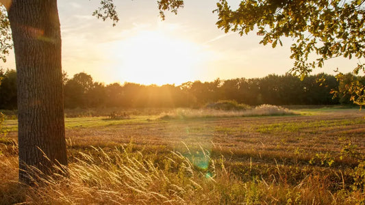Planning a Weekend in Chase City, Virginia